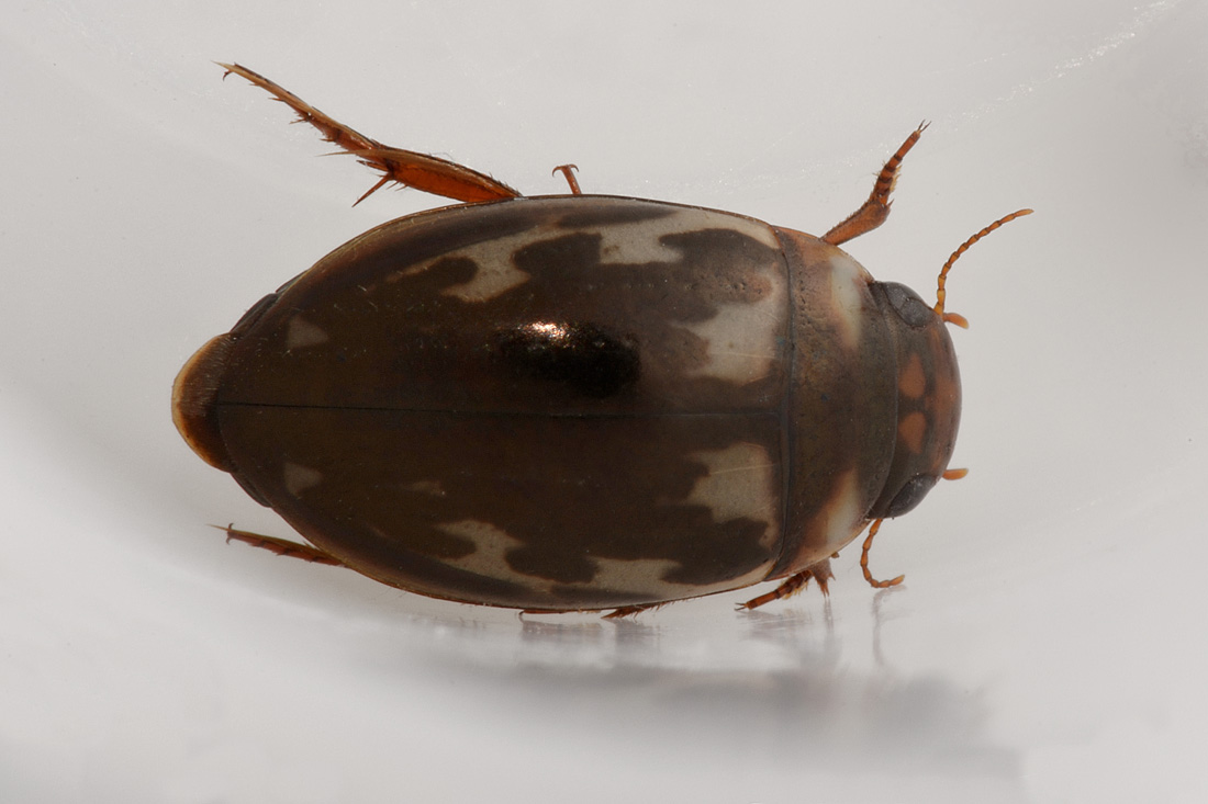 Dytiscidae: Platambus maculatus?  S !